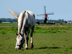 Here's one I took in Holland on a bikeride.