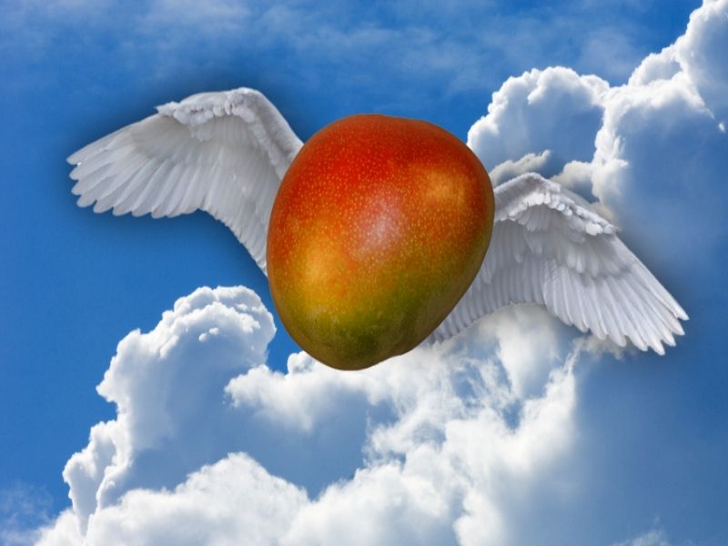 Flugmango