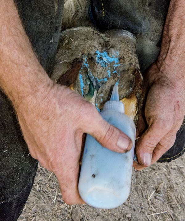 copper sulfate for hoof fungus