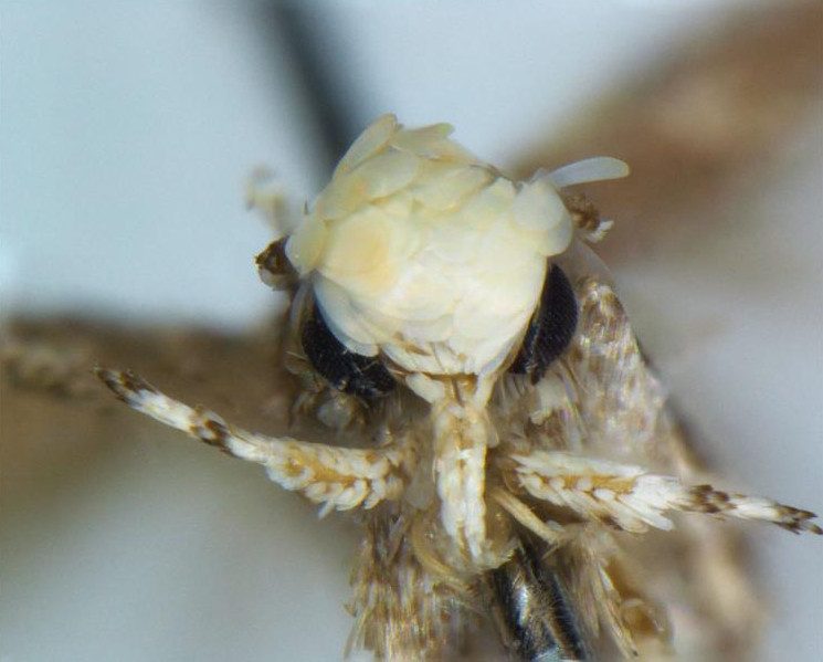 A moth that looks like Donald Trump