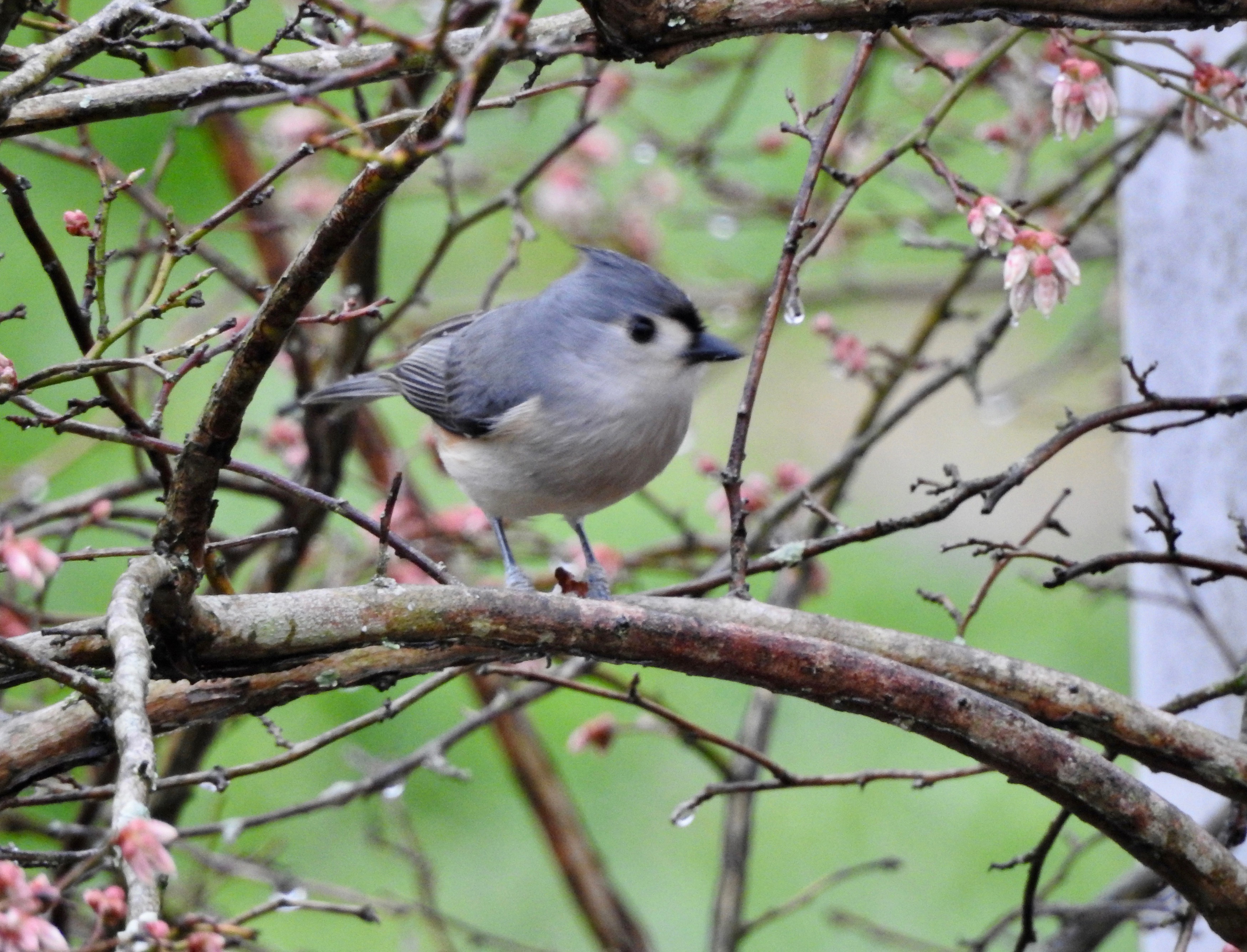 tufted_titmouse_nwk's user avatar