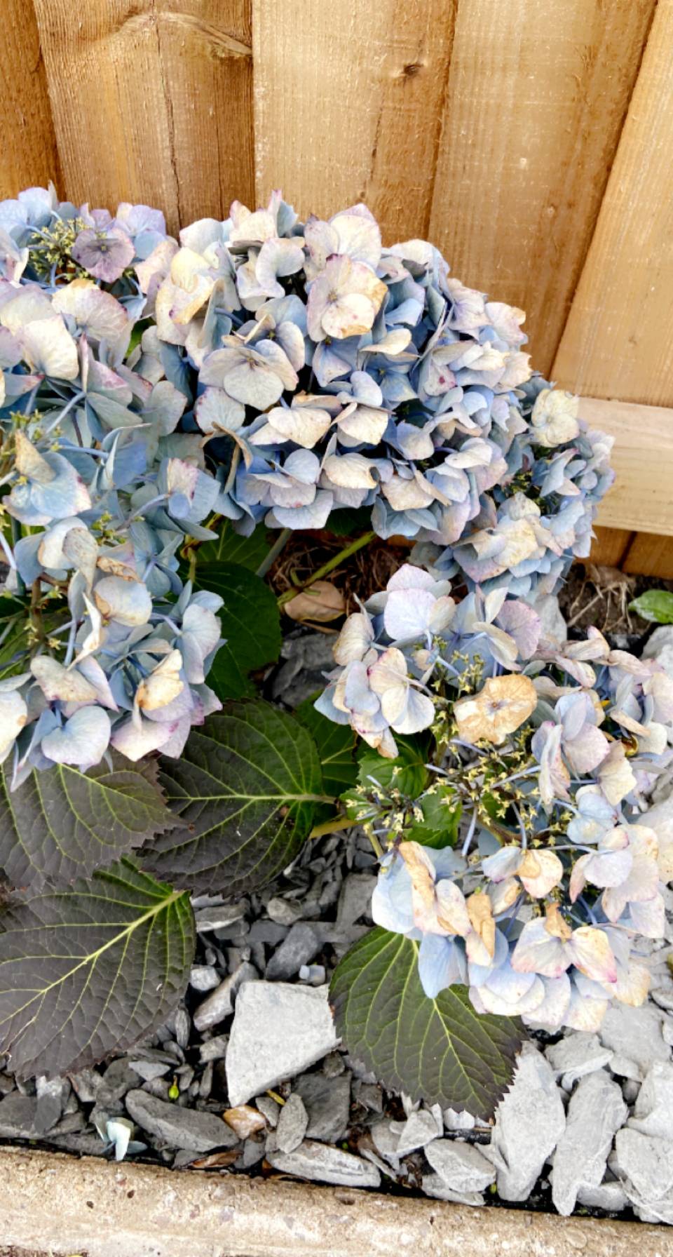 Hydrangea with pale falling petals