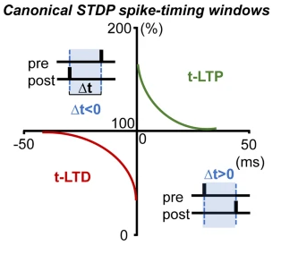 Spike timing dependent plasticity