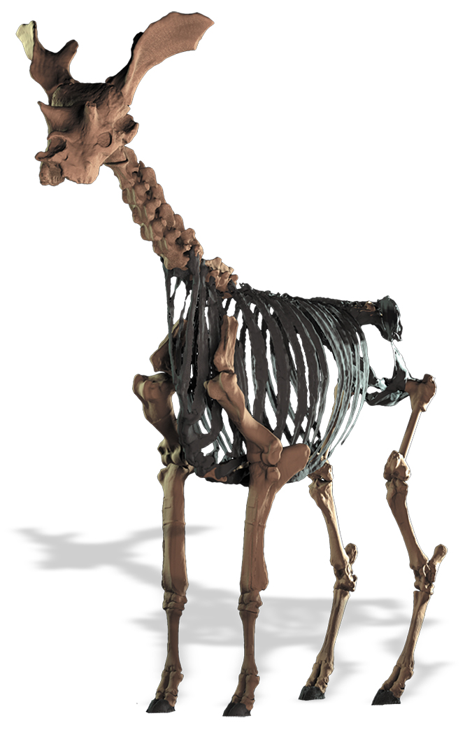 Sivatherium skeleton