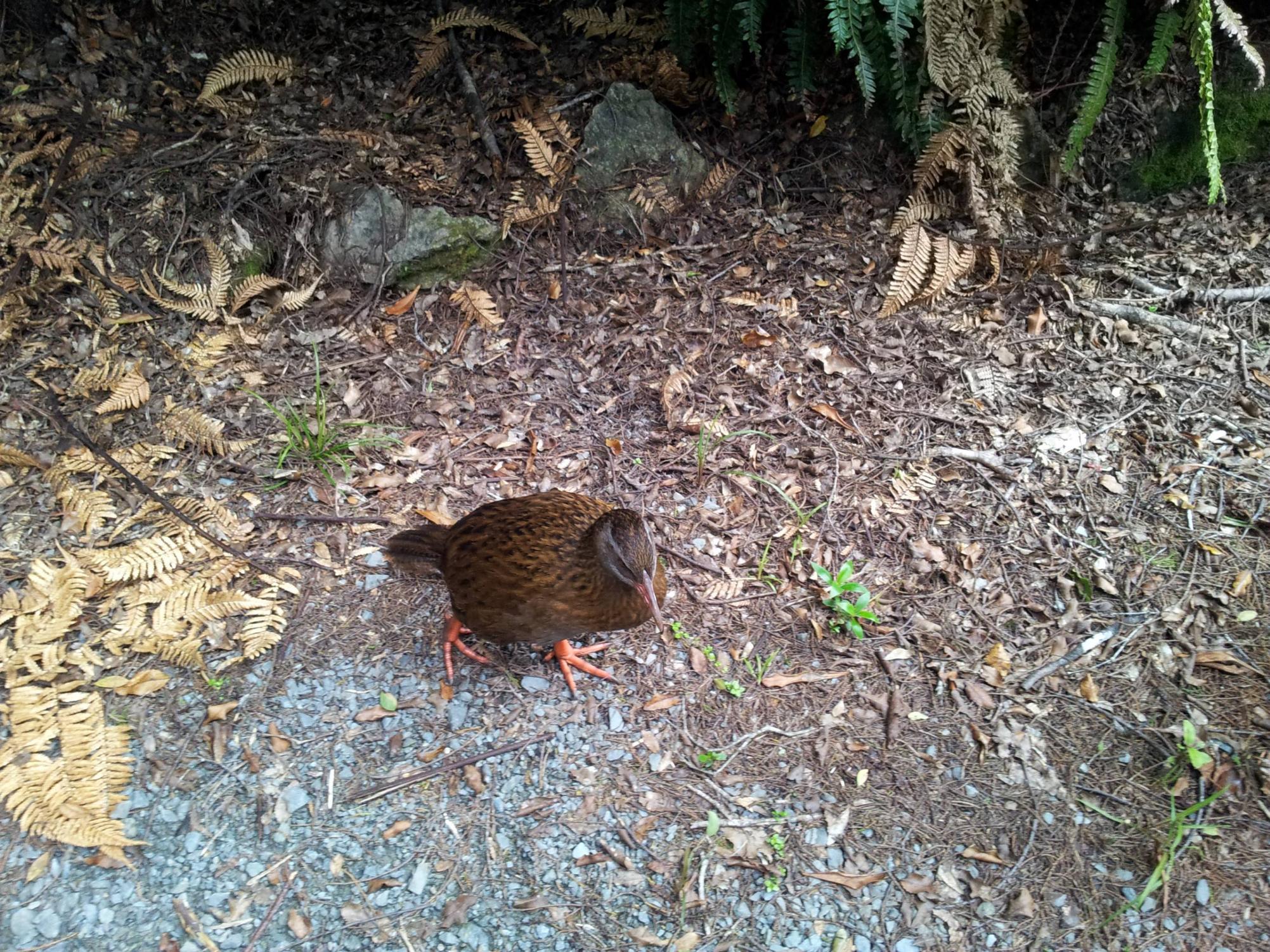 Weka in scrub