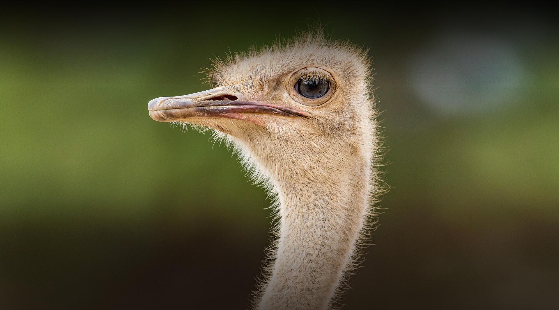 fibonacci_ostrich's user avatar