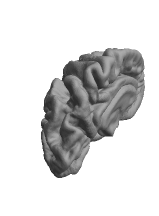 correct brain rendering