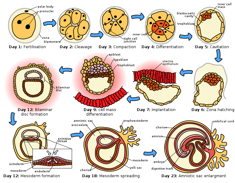 Wikipedia; author: Zephyris