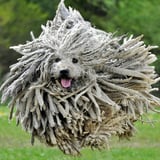 dreadlock dog 9