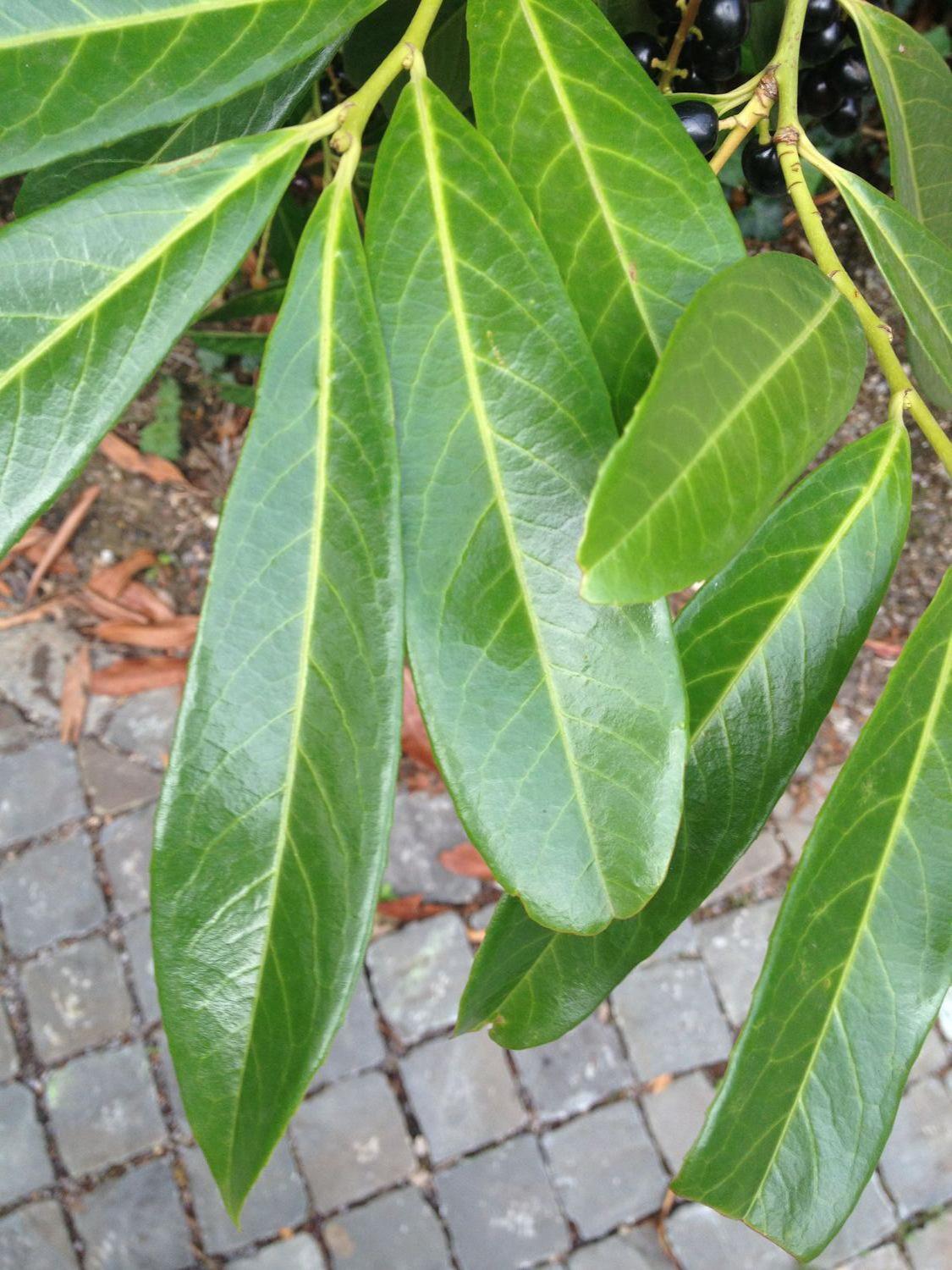 Closeup of leaves