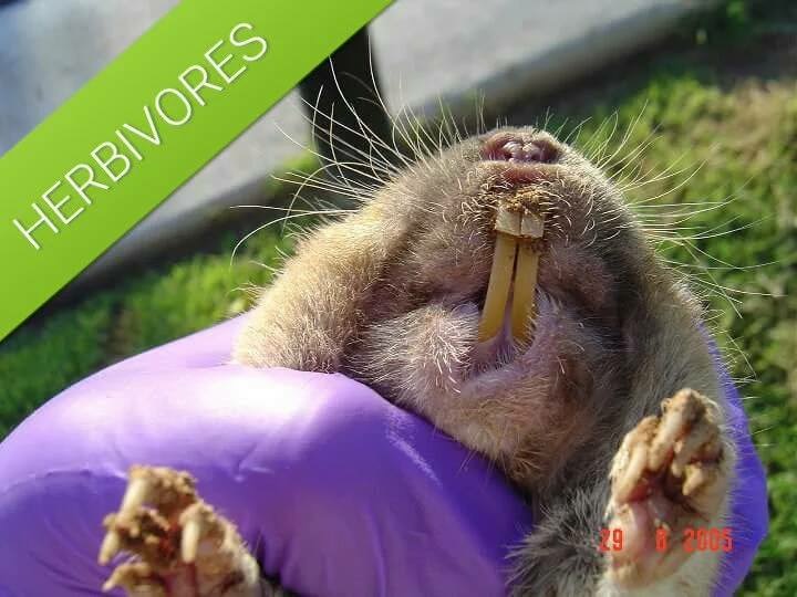 pocket gophers are Herbivores