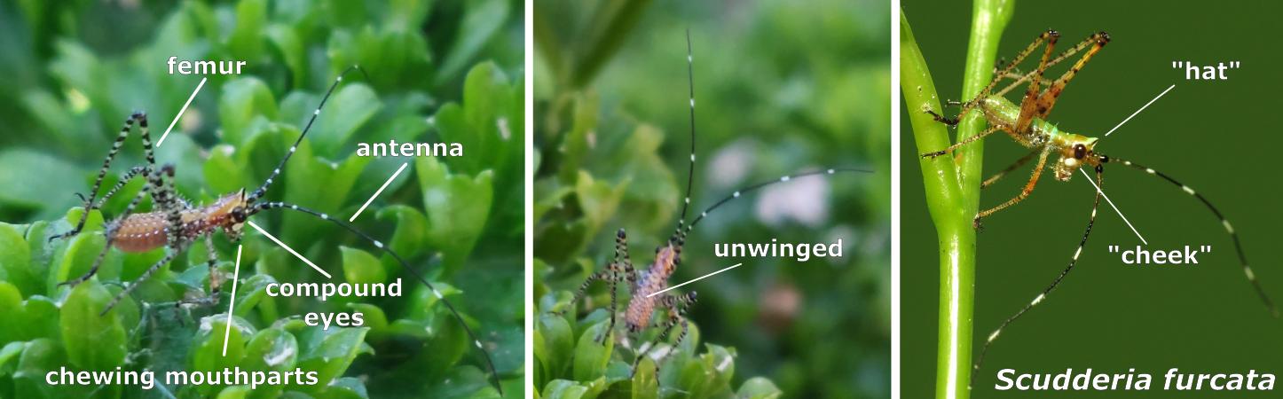 Orthoptera labeled + Scudderia furcata