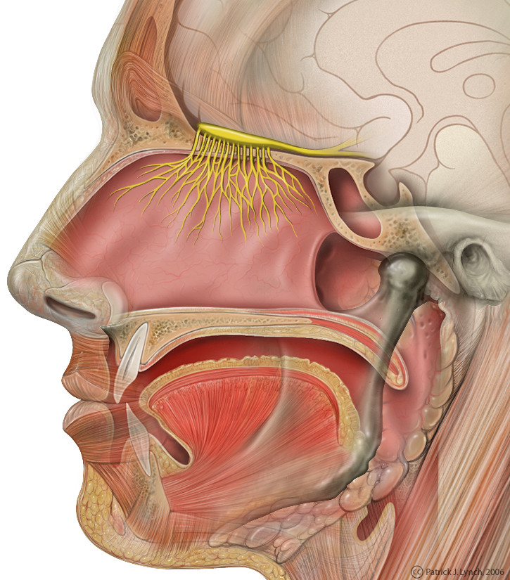 Nasal Septum