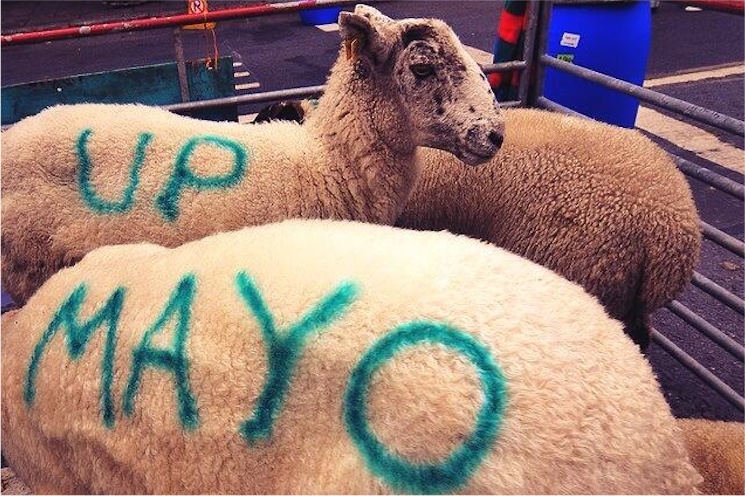 Up Mayo