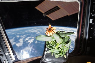 flowers on the ISS