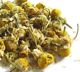 chamomile