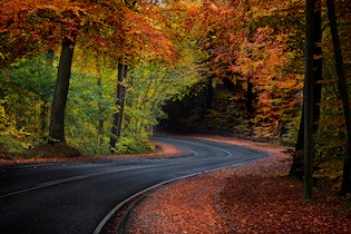 Autumn Road - Pete