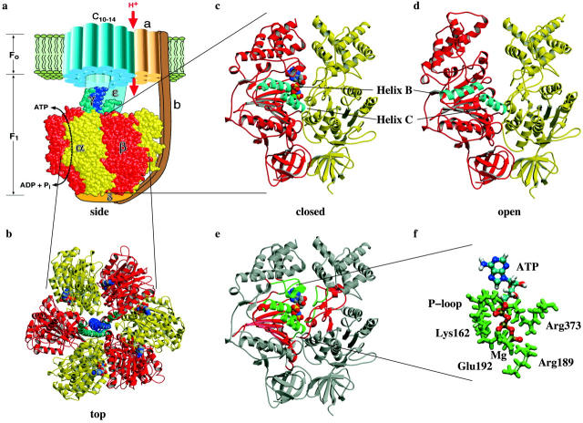 F0-F1 ATPase structure