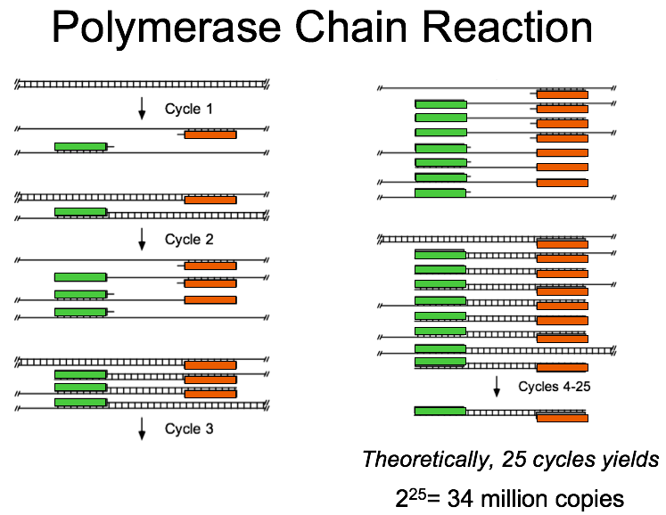 PCR cycles