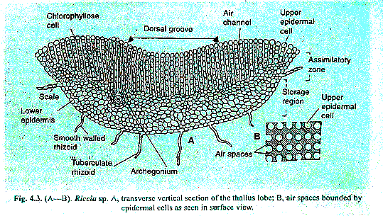 VS through thallus