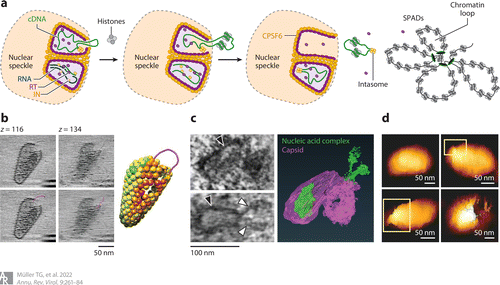 Figure from linked review showing cDNA exiting ruptured capsid