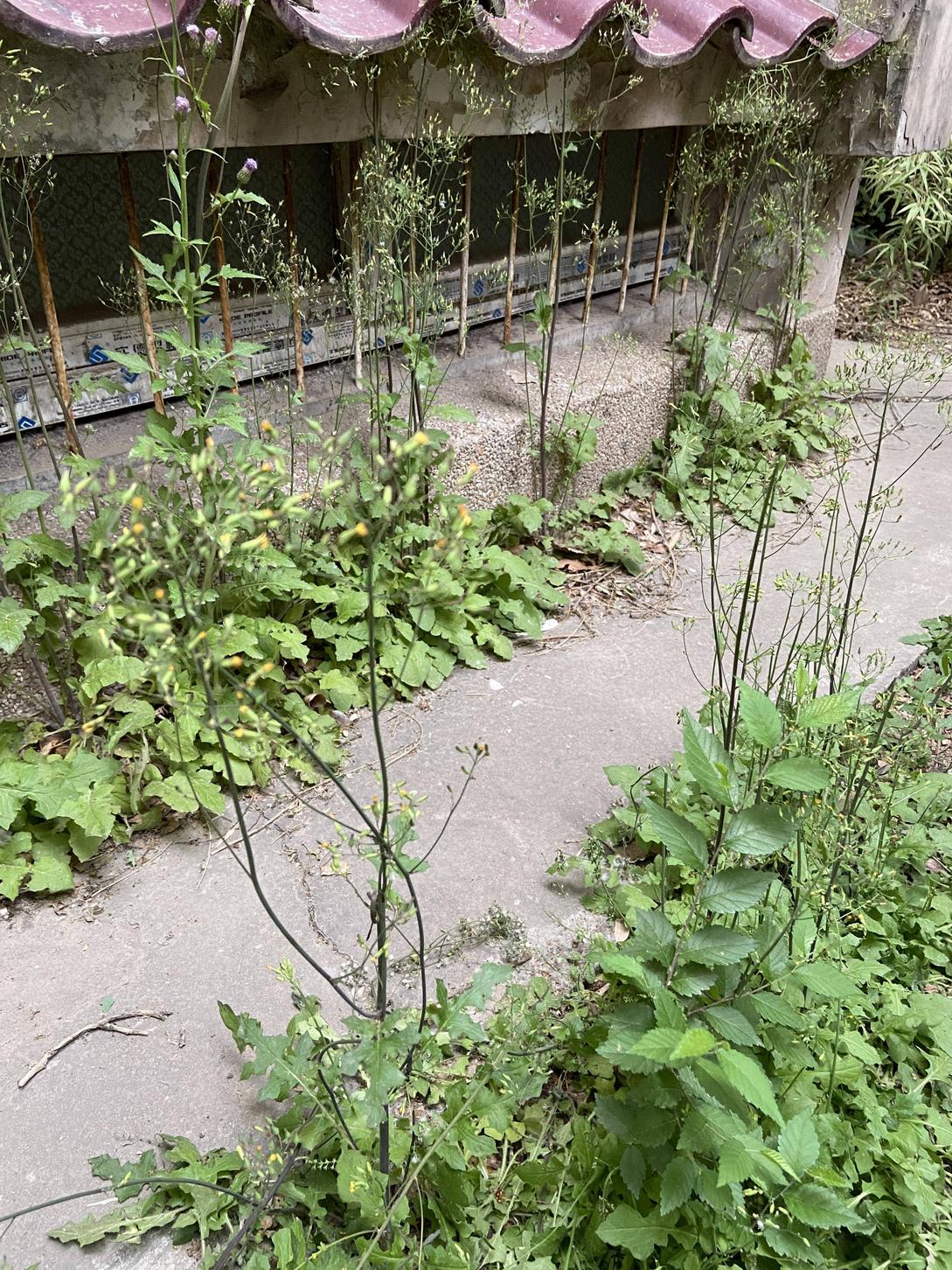 various shrubs and weeds in an urban setting