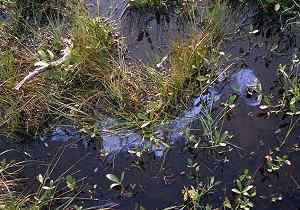 A film formed on bog water's surface that indicates the presence of bog iron