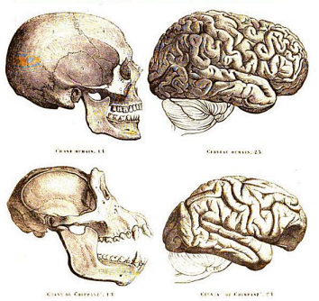 human vs chimp brain