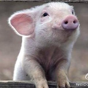 Pig_called_lulu's user avatar