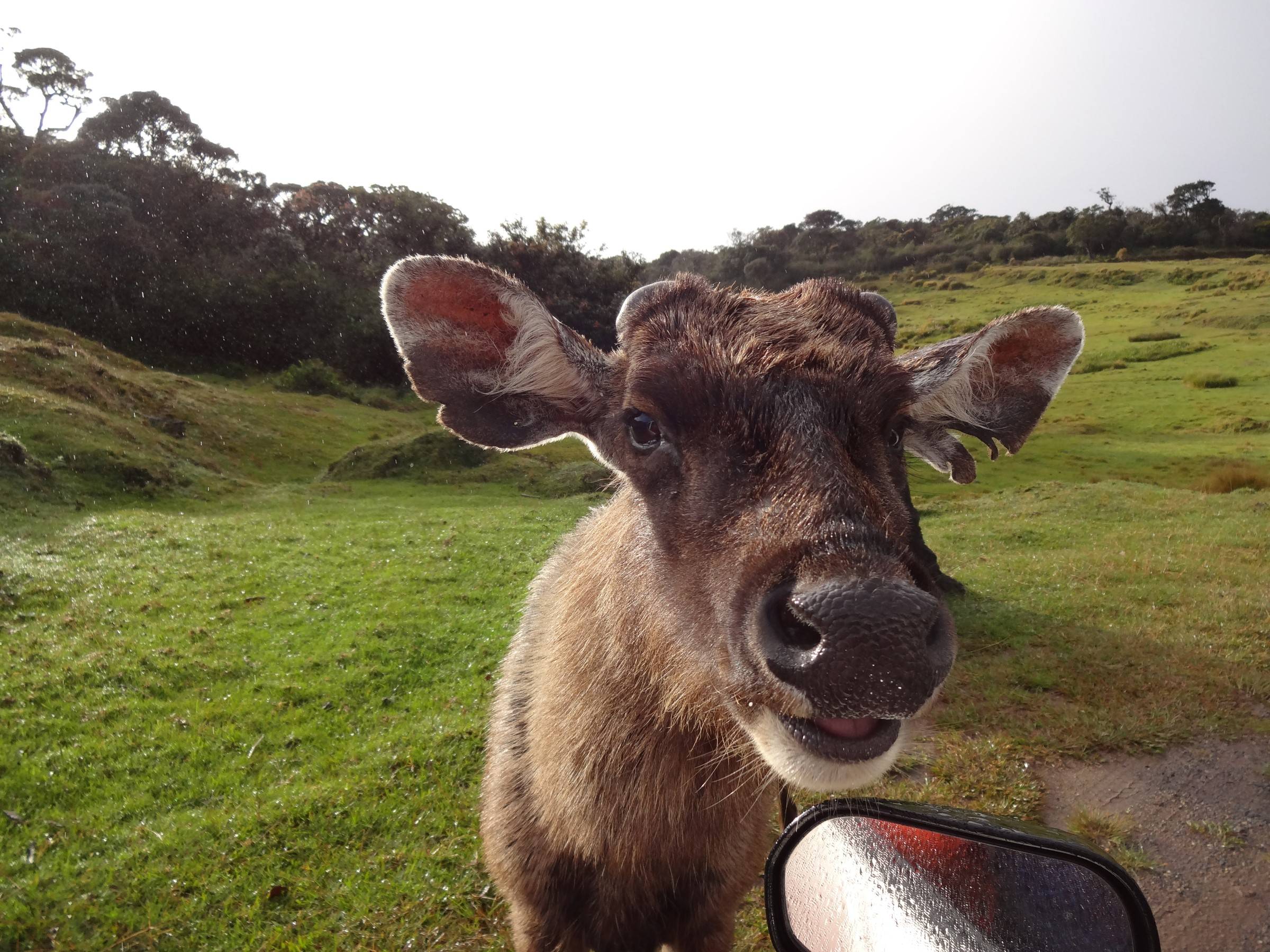 Photo of a sambar doe