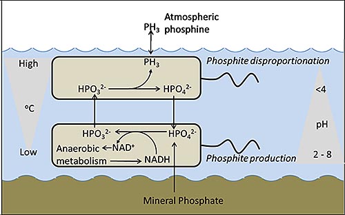 phosphine production hypothesis