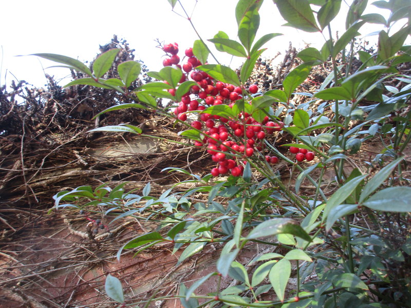 leaf and berry detail