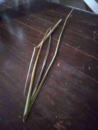 PHOTOGRAPH OF YUCCA LEAF