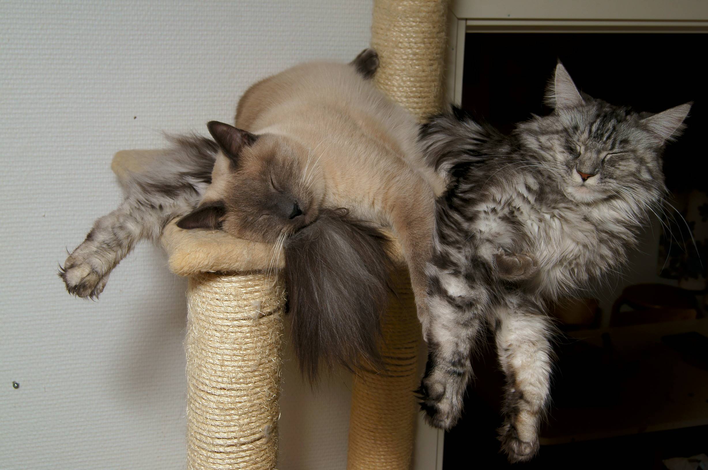 male and female cats sleep in peace