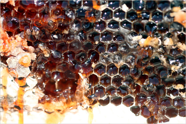 A “honeycomb” from Mr. Selig’s hives. Credit Ozier Muhammad/The New York Times