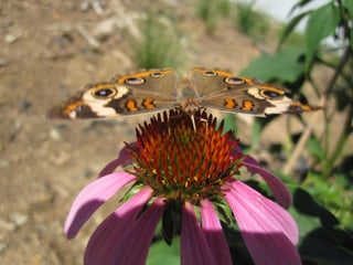 Common Buckeye Butterfly