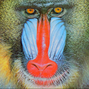 Mandrill