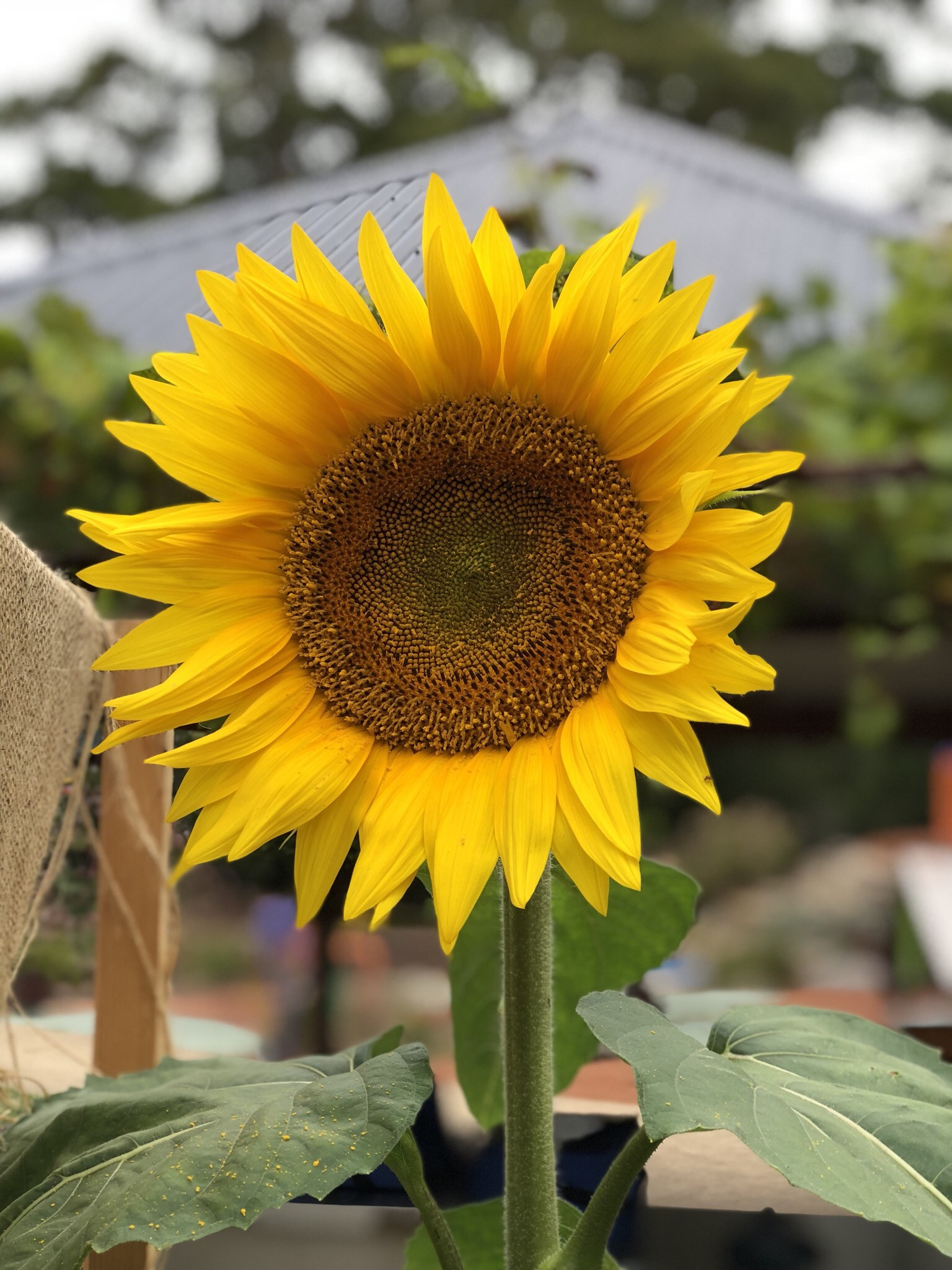 Sunflower ‘Sun King’ in full bloom