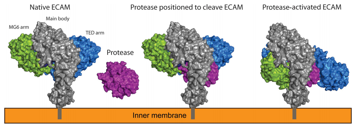 Putative mechanism of protease entrapment and inhibition by ECAM