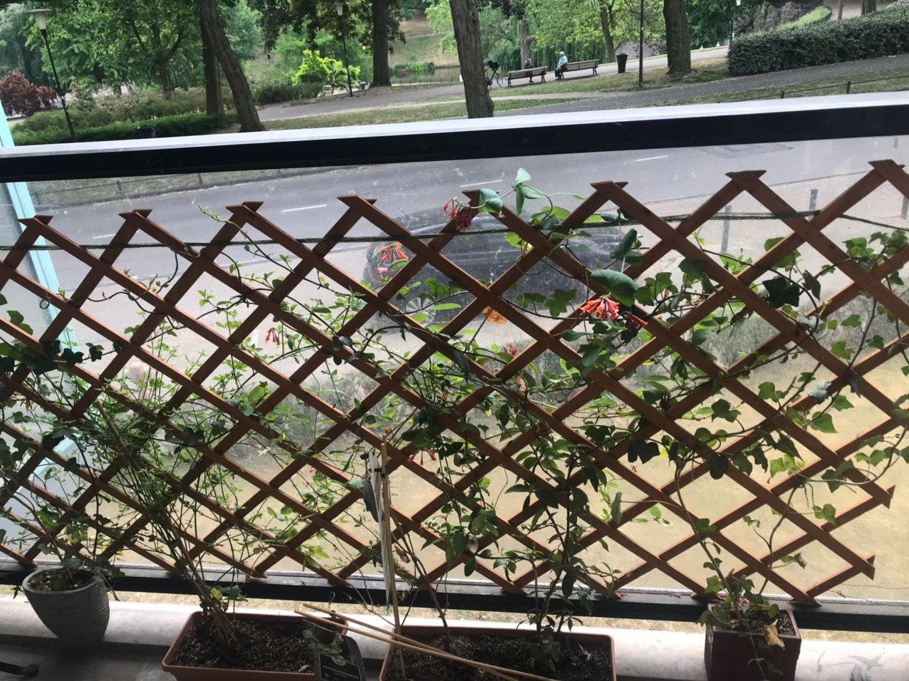 the climbing plants on my balcony