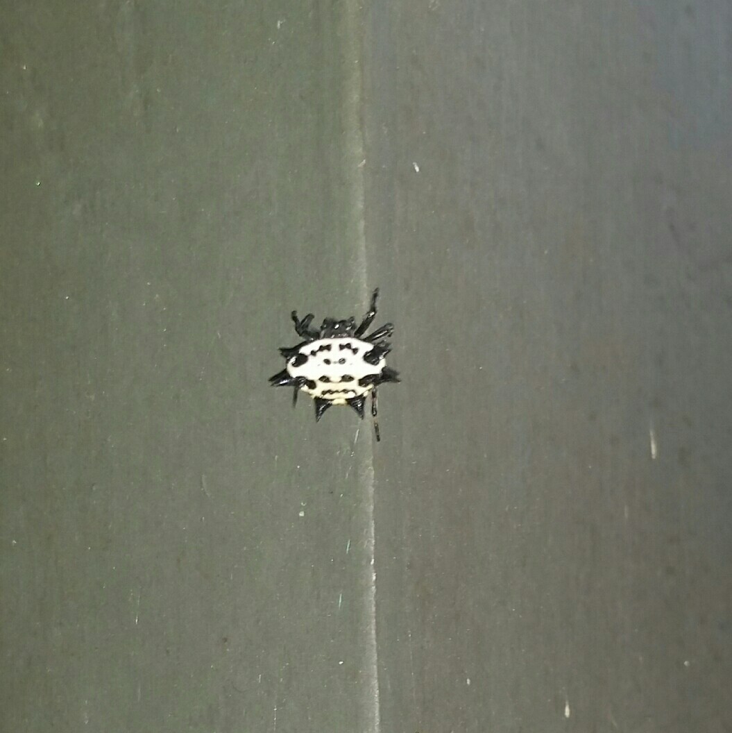 black and white spider