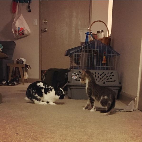 Abby's New Kitten meets the rabbit