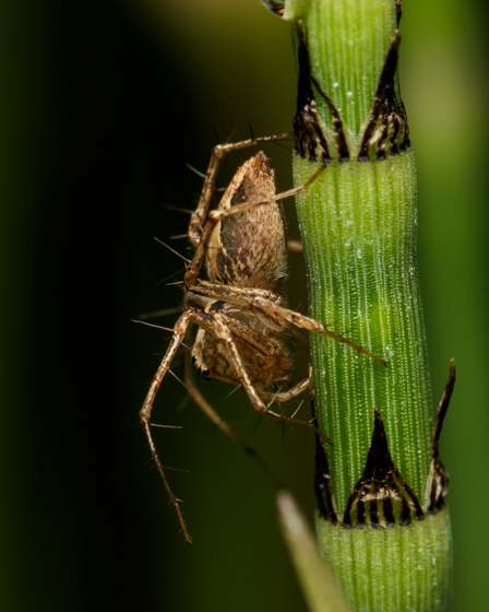 Oxyopes sp.