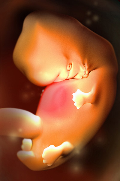 7th week embryo