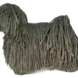 dreadlock dog 11