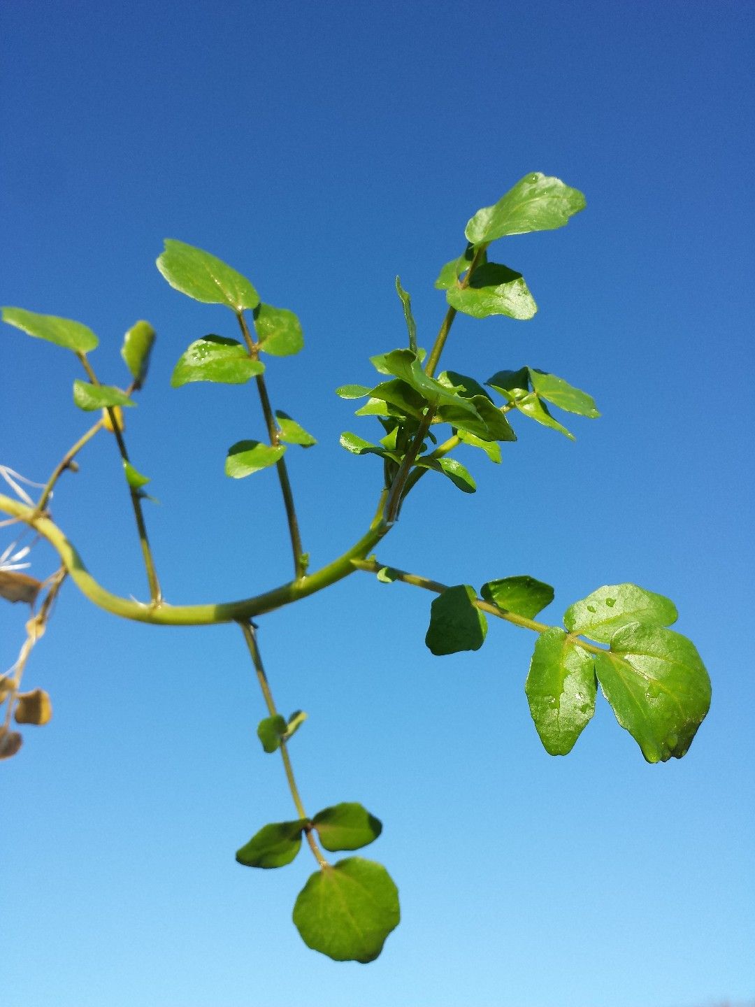 Leggy Plant