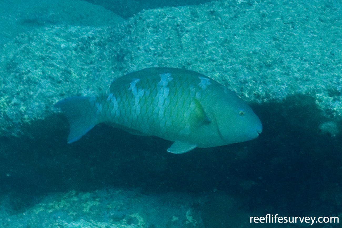 From: reeflifesurvey.com — Scarus ghobban, Female, Jervis Bay, NSW, Photo: Andrew Green