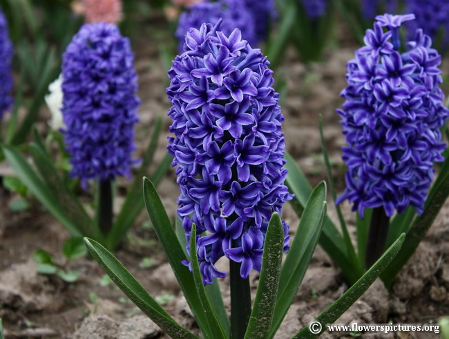 hyacinth