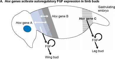 Hox genes and limb buds