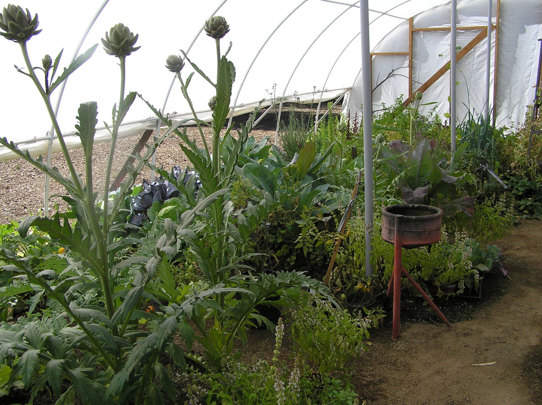 my first garden in this crappy pumice soil and freezes every month see raised beds